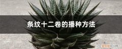 条纹十二卷怎么移栽 条纹十二卷的播种方法