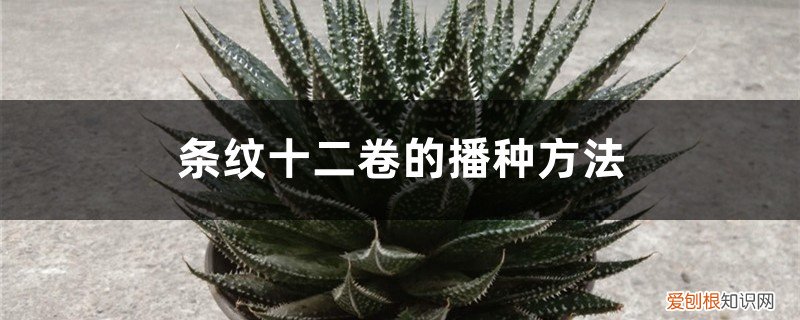 条纹十二卷怎么移栽 条纹十二卷的播种方法