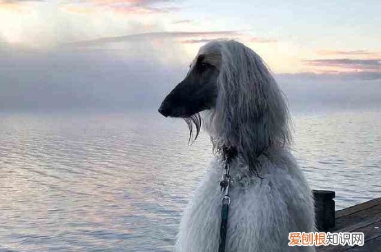 阿富汗猎犬可以喂生肉吗 阿富汗猎犬不宜喂生肉