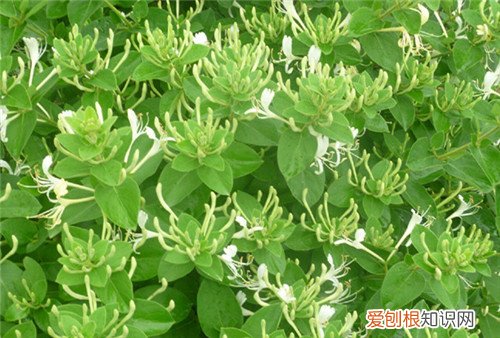 金银花产地主要分布在哪里 什么时候采的金银花比较好