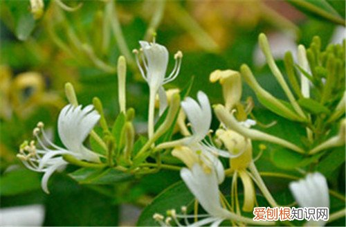 金银花产地主要分布在哪里 什么时候采的金银花比较好