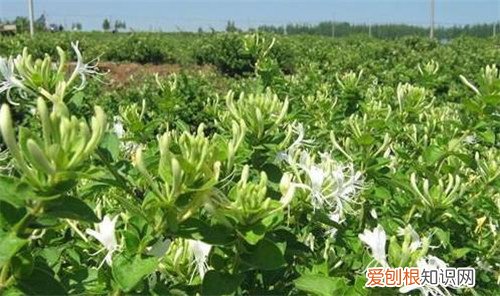 金银花产地主要分布在哪里 什么时候采的金银花比较好