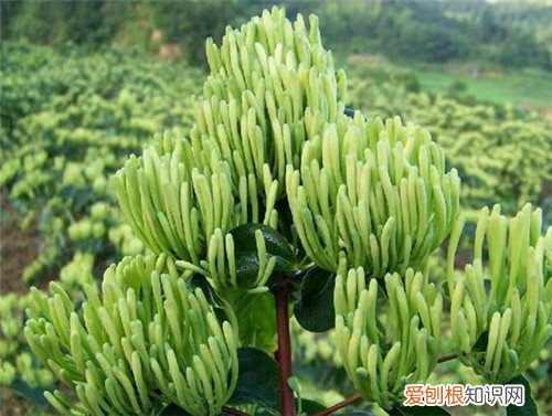 金银花产地主要分布在哪里 什么时候采的金银花比较好