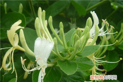 金银花产地主要分布在哪里 什么时候采的金银花比较好