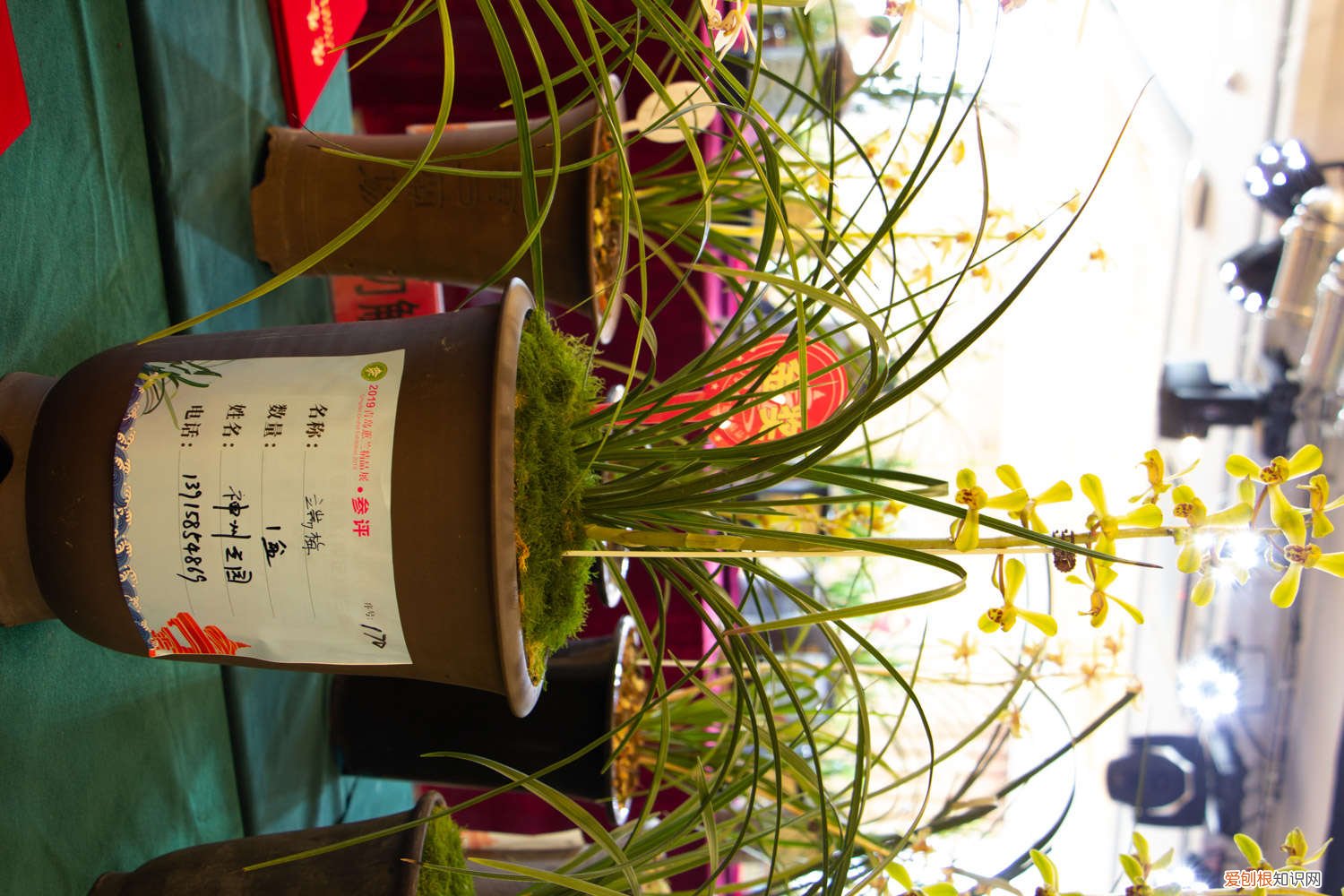 兰花怎么发根发芽 兰花发芽了要怎么养