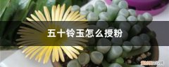 五十铃玉种植方法 五十铃玉怎么授粉