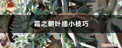 霜之朝怎么扦插 霜之朝叶插小技巧