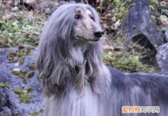 阿富汗猎犬有攻击性吗 阿富汗猎犬有攻击性