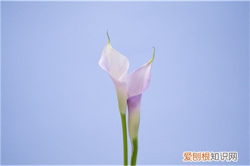 马蹄莲花介绍 误食马蹄莲怎么办