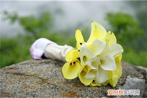 马蹄莲花介绍 误食马蹄莲怎么办