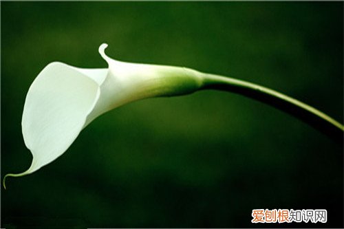 马蹄莲花介绍 误食马蹄莲怎么办
