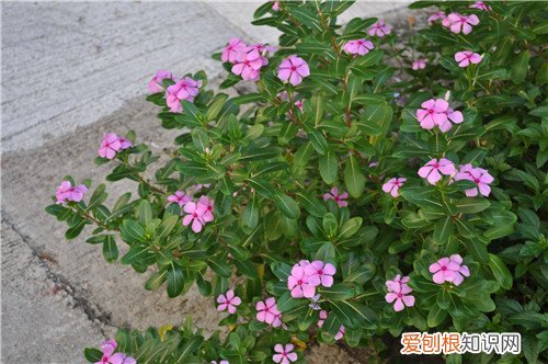 夹竹桃科有什么共同的特征 夹竹桃科植物大汇总