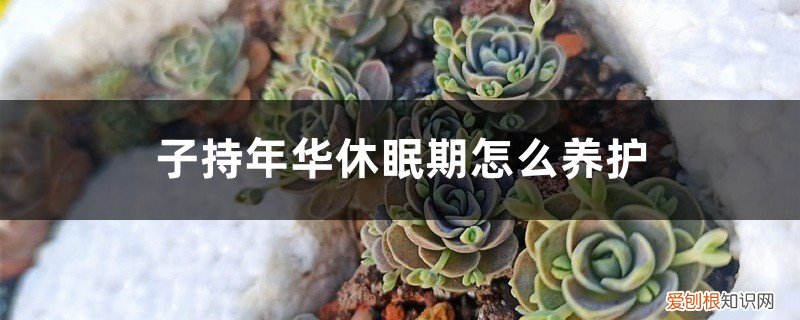 子持年华休眠期怎么养护