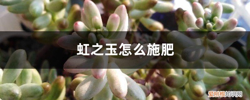 虹之玉怎样浇水 虹之玉怎么施肥