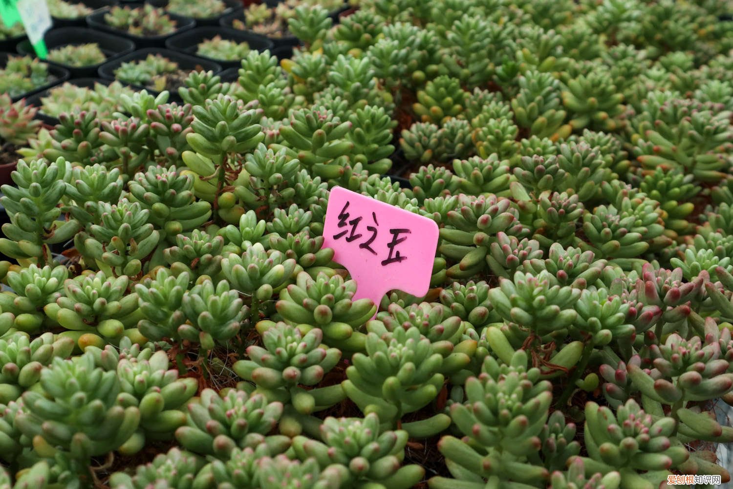 虹之玉怎样浇水 虹之玉怎么施肥