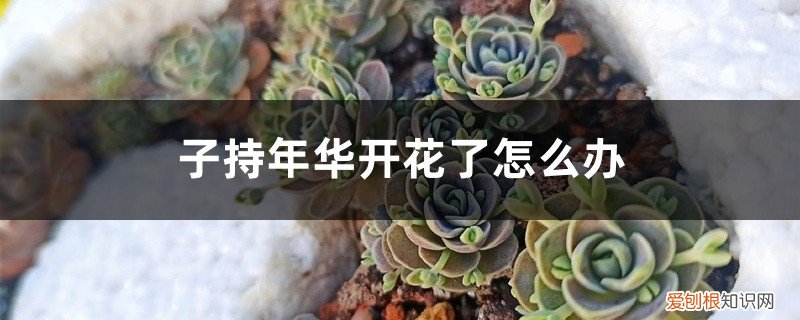 子持年华多肉怎么养 子持年华开花了怎么办