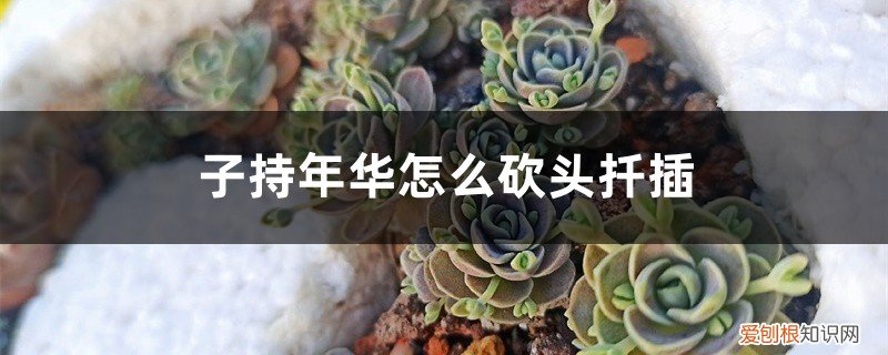平枝荀子扦插技术 子持年华怎么砍头扦插