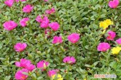 半边莲干枯 判断半枝莲的盆土变干的方法