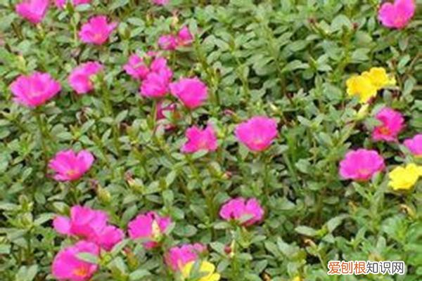 半边莲干枯 判断半枝莲的盆土变干的方法