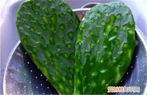 食用仙人掌怎么吃才好吃 如何鉴别食用仙人掌