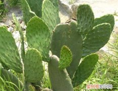 食用仙人掌怎么吃才好吃 如何鉴别食用仙人掌