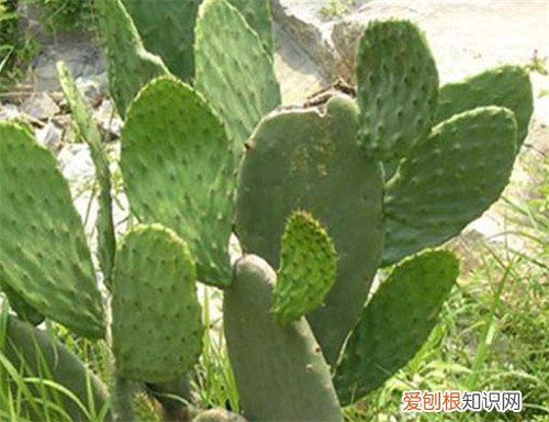 食用仙人掌怎么吃才好吃 如何鉴别食用仙人掌