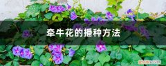 牵牛花花种子的种植方法 牵牛花的播种方法