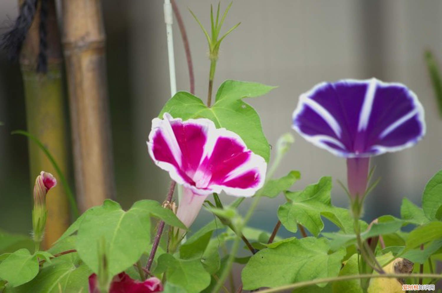牵牛花怎么移盆 牵牛花小苗怎么上盆