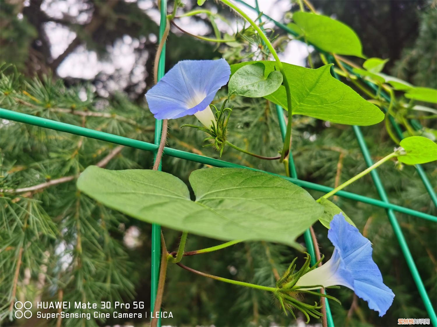 牵牛花怎么移盆 牵牛花小苗怎么上盆