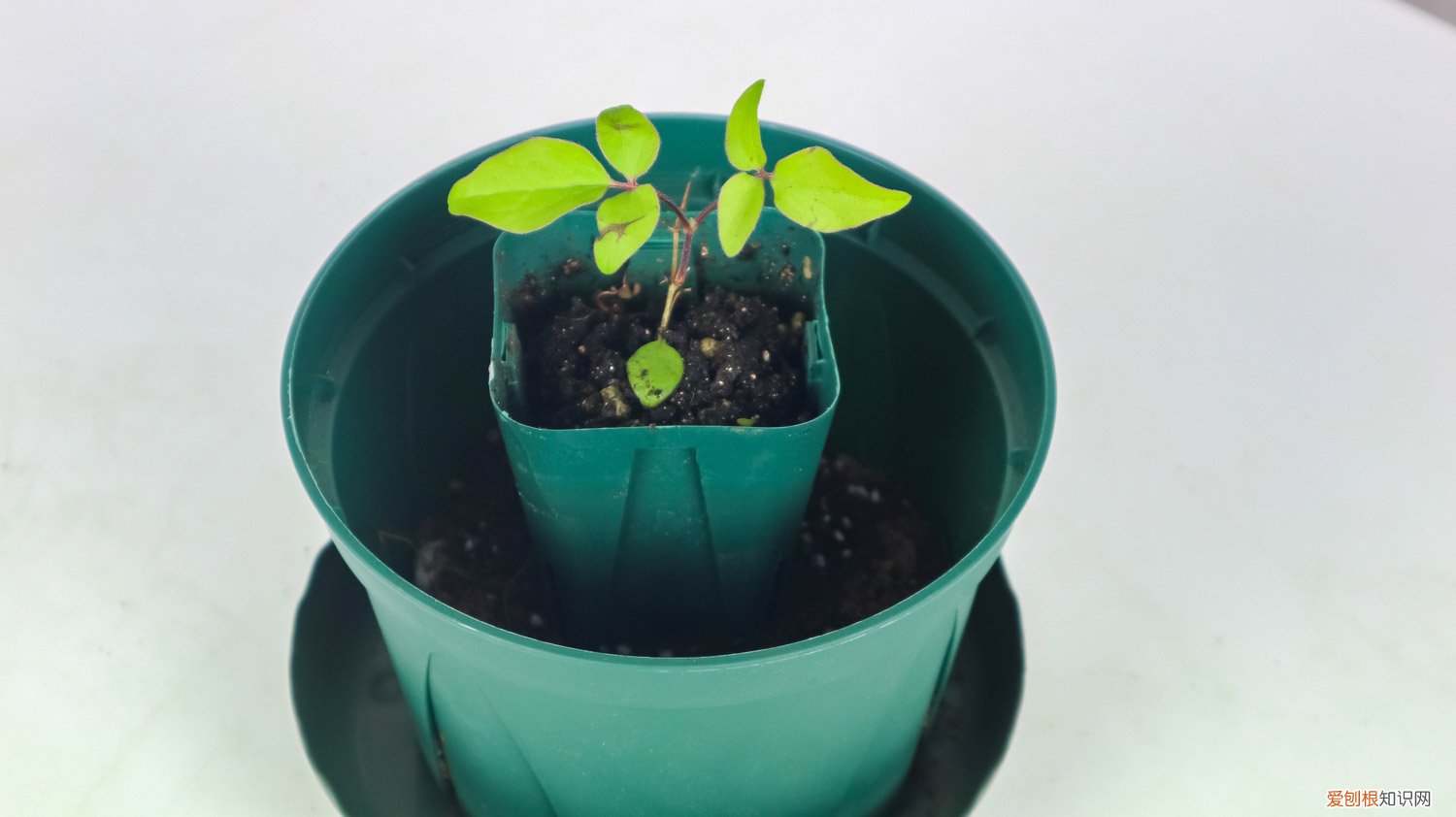 怎样种植铁线莲小苗 铁线莲的小盆种植方法
