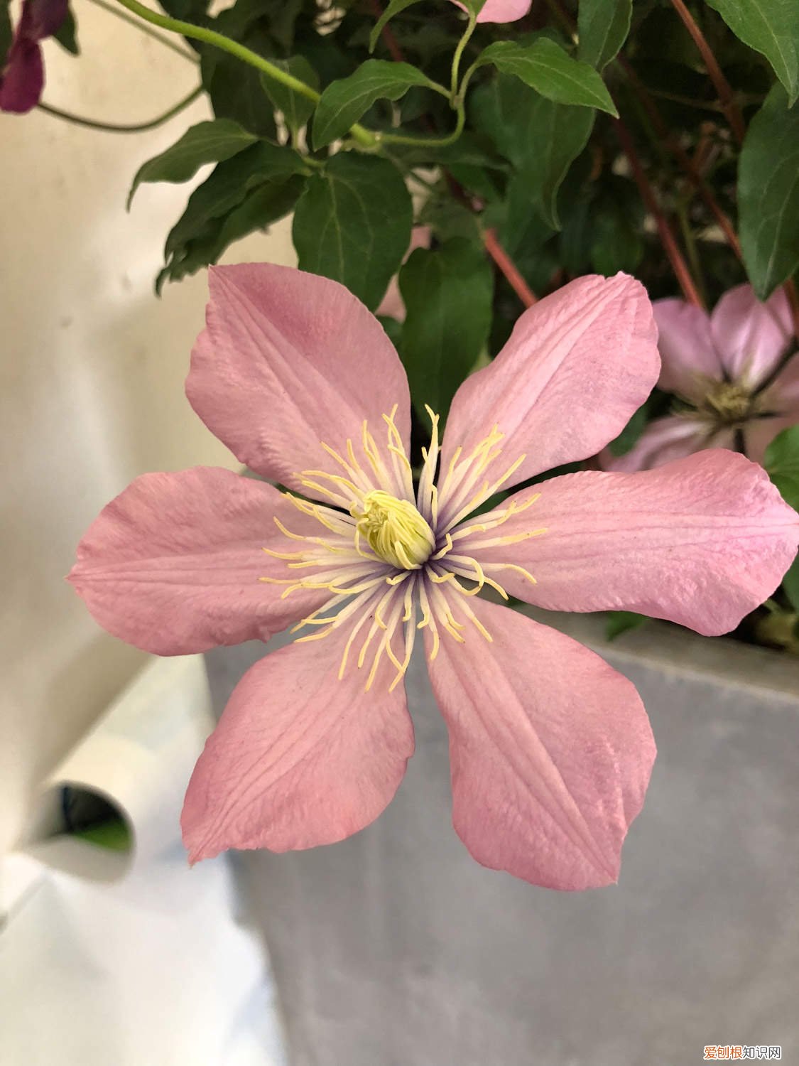 怎样种植铁线莲小苗 铁线莲的小盆种植方法