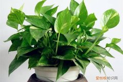 夏天养花技巧 夏季养花绝技，别等到花儿挂了才来看！