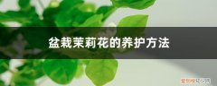 盆栽茉莉花的养护方法有哪些 盆栽茉莉花的养护方法