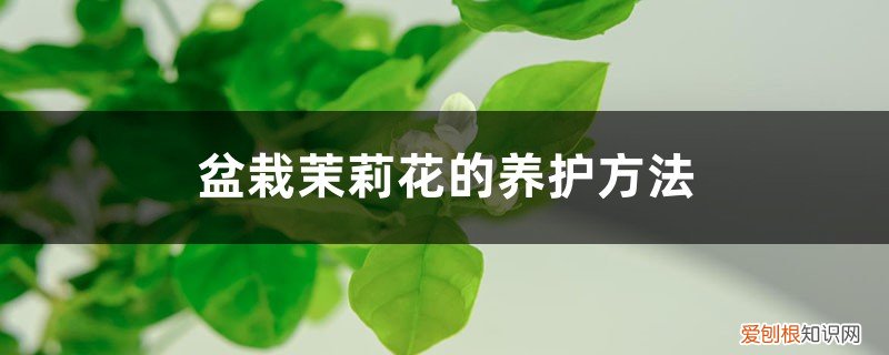 盆栽茉莉花的养护方法有哪些 盆栽茉莉花的养护方法
