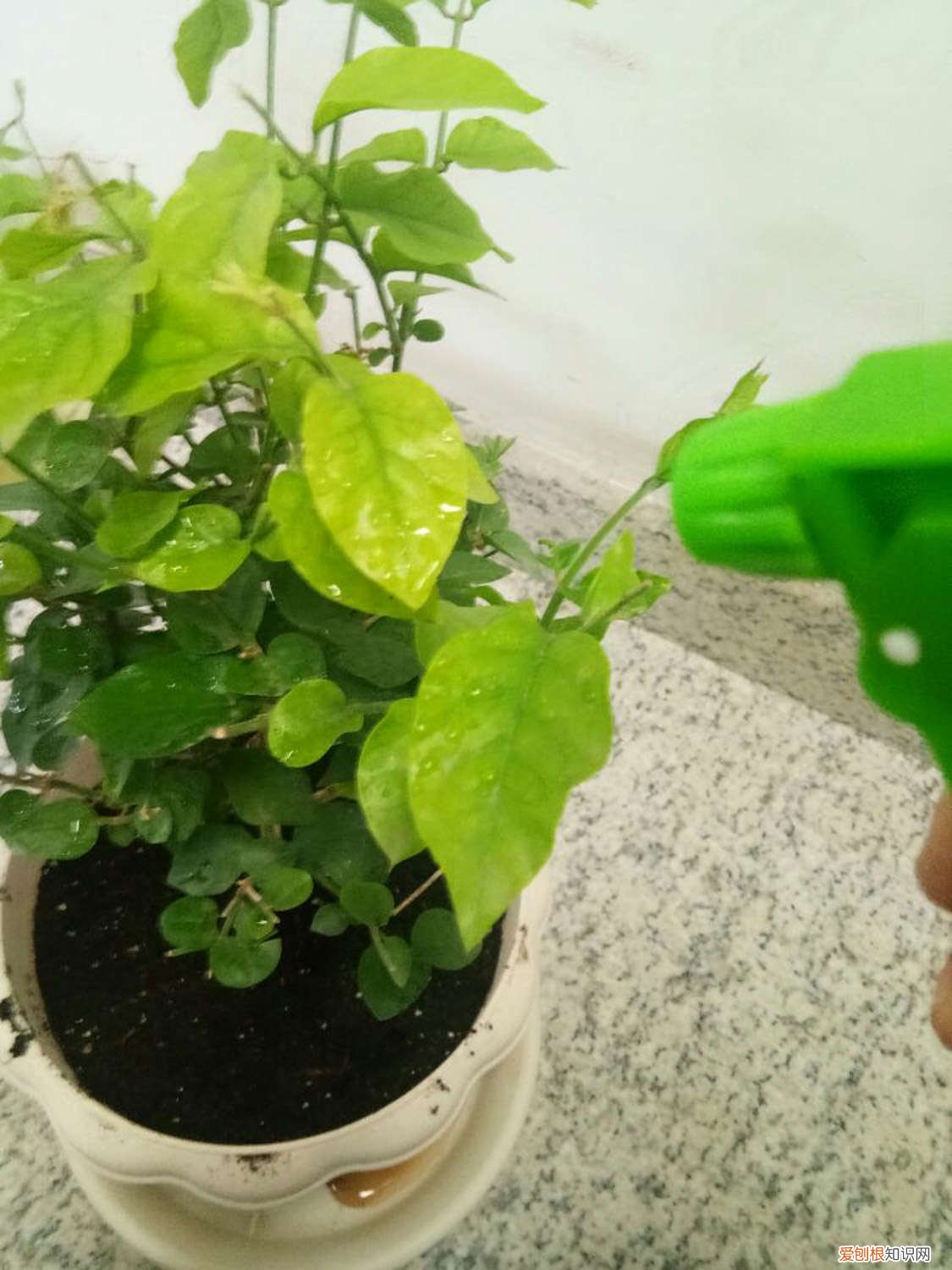 茉莉的修剪方法时间 茉莉的修剪方法