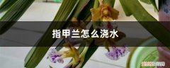 指甲兰用什么土栽好 指甲兰怎么浇水