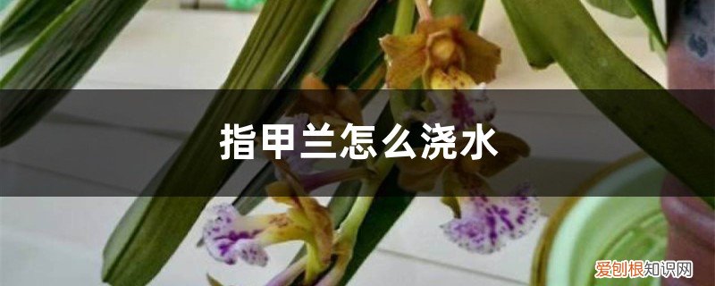指甲兰用什么土栽好 指甲兰怎么浇水