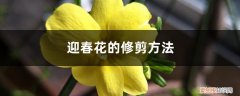 迎春花的修剪方法和技巧 迎春花的修剪方法