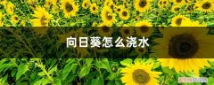 向日葵浇什么水 向日葵怎么浇水