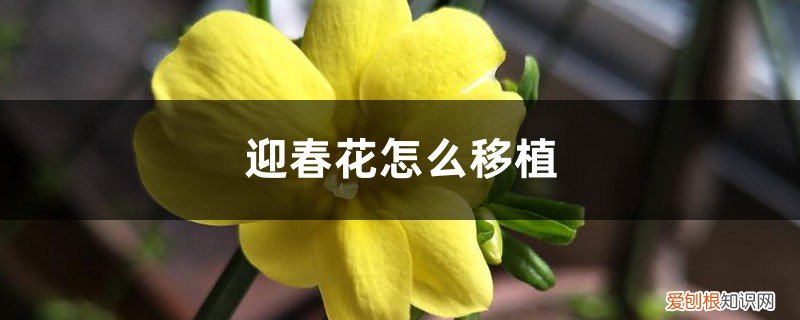 迎春花怎样移植 迎春花怎么移植