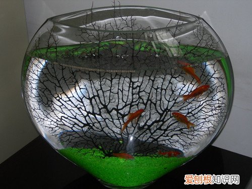 小鱼缸适合养什么鱼 养鱼多长时间换一次水