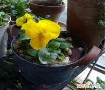 法国香水花图片欣赏 香水花要怎么养殖