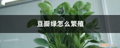 豆瓣绿繁殖方法带图 豆瓣绿怎么繁殖