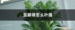 豆瓣绿叶插怎么发芽快 豆瓣绿怎么叶插