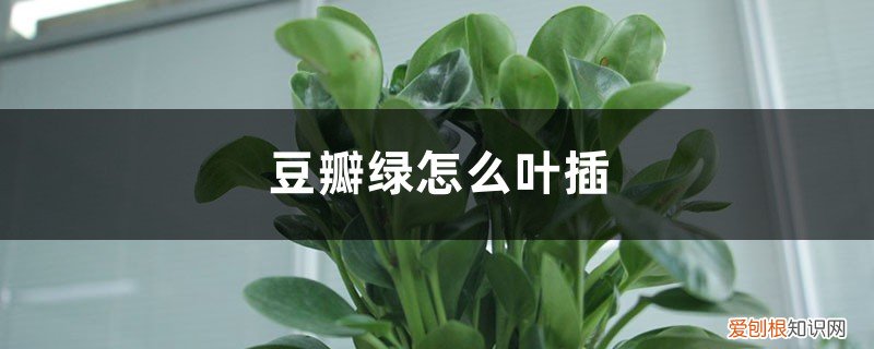豆瓣绿叶插怎么发芽快 豆瓣绿怎么叶插