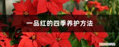 一品红怎么过冬养殖方法 一品红的四季养护方法