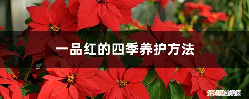一品红怎么过冬养殖方法 一品红的四季养护方法