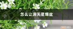 满天星种子放多了怎么办 怎么让满天星爆盆，怎么留种子