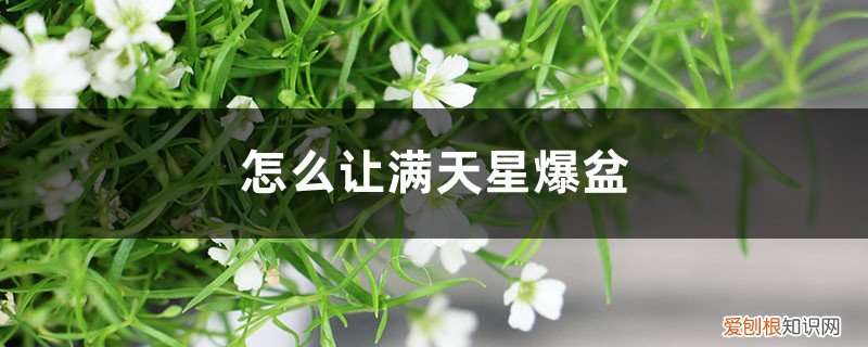 满天星种子放多了怎么办 怎么让满天星爆盆，怎么留种子