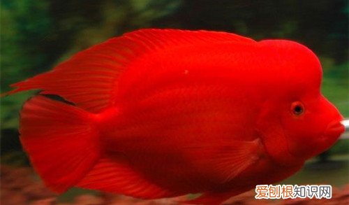 红鹦鹉鱼价格是多少 怎样饲养红鹦鹉鱼